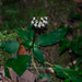 Bournea sinensis - Photo (c) 曾云保, alguns direitos reservados (CC BY-NC), uploaded by 曾云保