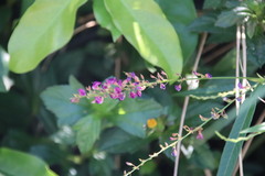 Tadehagi triquetrum