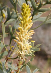 Petrophile shuttleworthiana