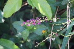 Tadehagi triquetrum