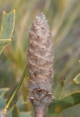 Petrophile shuttleworthiana