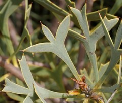 Petrophile shuttleworthiana