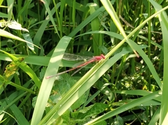 Pseudagrion pilidorsum