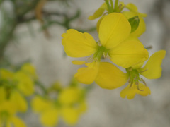 Rhamphospermum arvense