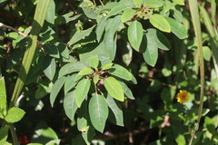 Triadica cochinchinensis