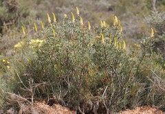 Petrophile shuttleworthiana