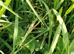 Pseudagrion pilidorsum