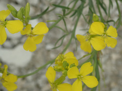 Rhamphospermum arvense