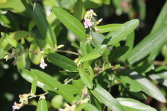 Helicteres angustifolia