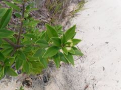Bonellia macrocarpa