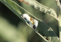 Acontia