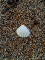 Cerastoderma