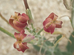 Matthiola fragrans