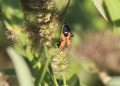 Lygaeus reclivatus