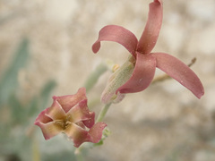 Matthiola fragrans