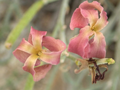 Matthiola fragrans