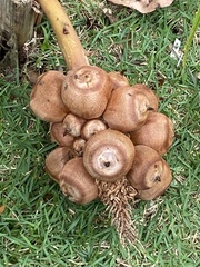 Attalea humilis