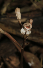 Didymoplexis micradenia