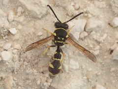 Eumenes