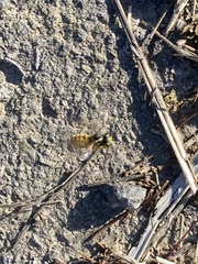 Vespula
