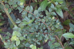 Sageretia thea