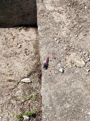 Orthetrum pruinosum neglectum