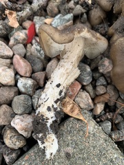 Lyophyllum