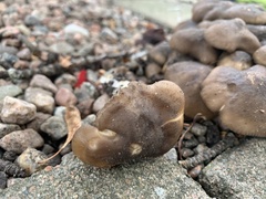 Lyophyllum
