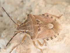 Codophila varia