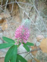 Trifolium rubens