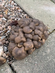 Lyophyllum