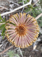 Banksia telmatiaea