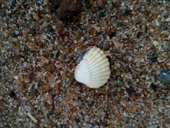 Cerastoderma