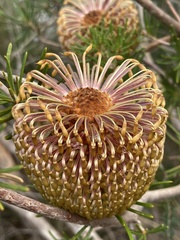 Banksia telmatiaea