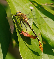 Dromogomphus spoliatus