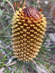 Banksia telmatiaea