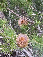Banksia telmatiaea