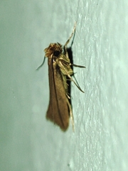 Tineola bisselliella