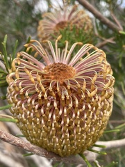Banksia telmatiaea