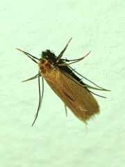 Tineola bisselliella