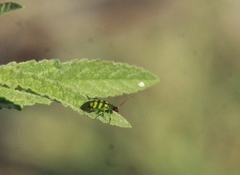 Diabrotica balteata
