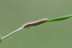 Malacosoma castrense
