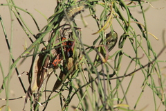 Lygaeus reclivatus