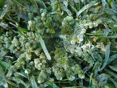 Actinodendron alcyonoideum