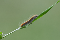 Malacosoma castrense
