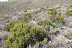Leucadendron teretifolium