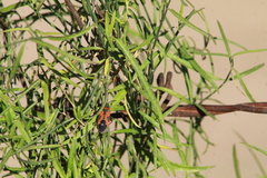 Lygaeus reclivatus