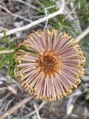 Banksia telmatiaea