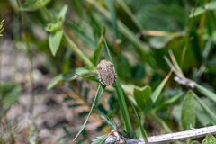 Eurygaster integriceps