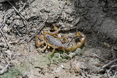 Mesobuthus eupeus